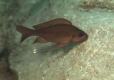Ophthalmotilapia nasuta 'Halembe'